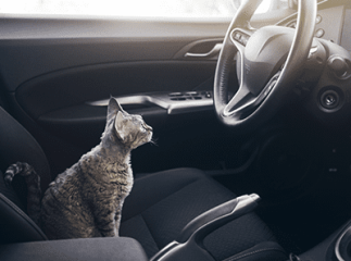 chat en voiture